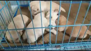 Labrador puppies are 14 days old