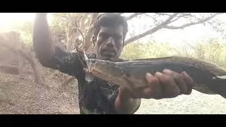 Tamil snakehead Angler fishing 🎣 Vlog.KANNAN. HYENA. GHOST. 8608507656.####@@@$$$