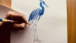 Beautiful heron bird drawing | freehand realistic drawing with pen | Timelapse drawing video 