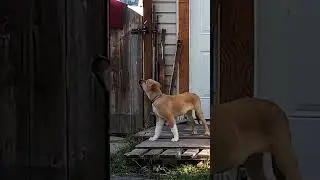 New Guardian Rex