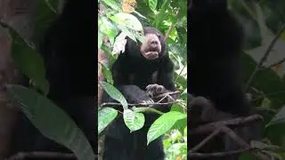Sun bear climbing a tree in the rainforest #NotExtinctYet