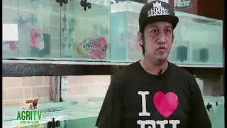 AGRITV AUG 13 2017 EP AGRI CLUB;FLOWERHORN