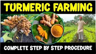 Turmeric Farming - Planting, Care, Harvesting | Complete Guide
