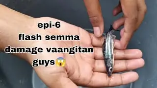 Next video la flash condition epdinu pakalam guys😱😱😱#fish #youtubevideo 