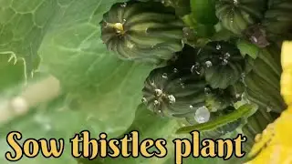 Sow Thistle plant ☘️💛🌼Benefits & Identification#mustwatch#sowthistle#botany#plantlover#flowers#like