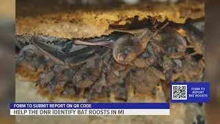 Help the DNR identify bat roosts in Michigan