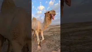 camel spits out its stomach ऊँट अपना पेट उगलता है?