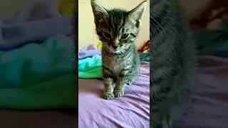 Lovely kittyboy 💗😍🤣😻👍💕#kitten #cute #cat