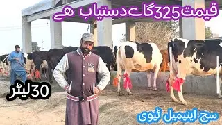 03466152628 | Cholistani cow | Australia cow | Girlando cow | brahman cow | cow