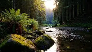 Natural Flowing Mountain River | Relaxing Water Sounds