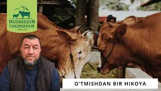 OLDINGI YEM SIFATI va BUQALARNI KO'RGAN QASSOBLARNING HAYRATI! Chorvador Husniddin