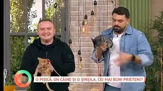 ProTv-Vorbeste Lumea🖥@MihaiNae- Caini, pisici si Cinchilla (şinșila)educatie