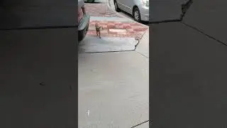 July 31, 2025 Ginger 🐈 meeting at home me after work ❤️.    10:20am
