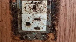 Сильное заражение тараканами