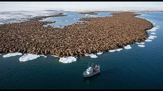 Nature Documentary Wildlife | Wild Animals of the World 4K Ultra HD