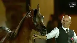 N 72 RD NATORIA   PSAIAHF 2024   Mares 4 6 Years Old Class 4