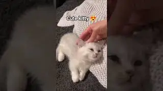 Cute kitty 😻. #kitten#cat#funny#cute#catlover#catshorts#youtubecats#MunchkinCat