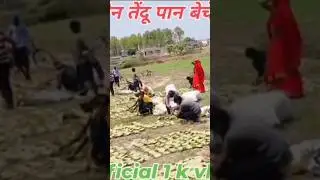 👉tendu pata beche #trending #viralvideo #videoblog #tendupatta  #youtubevideo #viralvideo ‼️