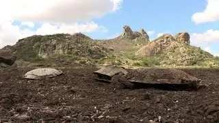 Turtles killed as drought causes Brazil lake to dry up