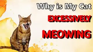 Is Your Cat's Constant Meowing Driving You Crazy? Discover the Top 5 Reasons Why and How to Stop It!