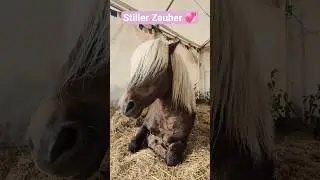 Pony Hengste, der stille Zauber 💖 #pferde #pony