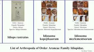 List of Arthropoda of Order Araneae Family Idiopidae. idiosoma spiders borealis jarrah trapdoor
