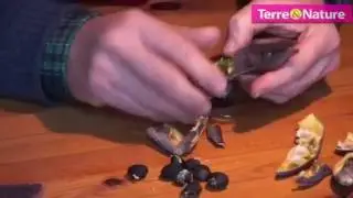 Technique de vernalisation