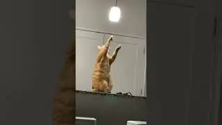 Cat Sees the Light || ViralHog