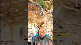Cervo Indiano invade o Brasil e pode ser pior que javali?  Axis axis