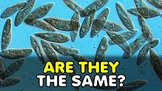 How Paramecia increase their genetic variety