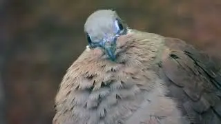 Close-up White-eared Brown-Dove   4K