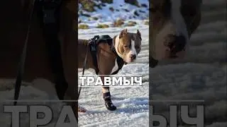 Перевязыч