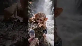 #cute #monkey #funny #monkey #baby #love
