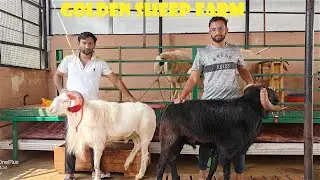 BIG SHEEP 