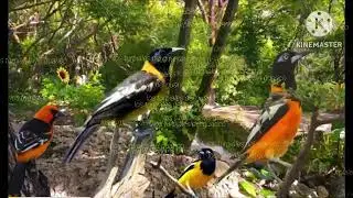 Los turpiales del guarico 