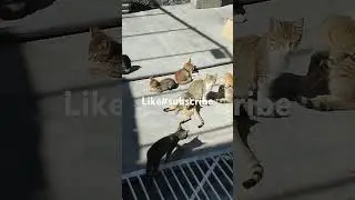 Los#gatos#crazy#cats# prosperit&agrave; del canale iscriviti#Para la prosperidad del canalsuscr&iacute;bete#お願いします