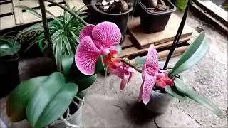 COMO REGAR SUA ORQU&Iacute;DEA SEM MEDO: ORQU&Iacute;DEA AMA &Aacute;GUA 😉😃🏵️💮🌸🪷🌷🌺🌹💐🌻💧🍃 😉Leia a descri&ccedil;&atilde;o 😉