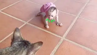 Funny Reaction!! Cute NB MODO Welcome Rush Run To Talkative With Cat So Fun