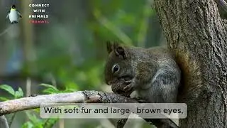 Top 10 Smallest Mammals on Earth! 🐾