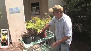 Palm Bud Rot