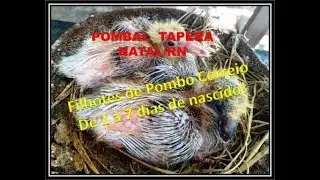 POMBAL TAPERA NATAL/RN - FILHOTES DE POMBOS CORREIO DE 1 A 7 DIAS DE NASCIDOS!