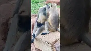 Super funny Monkey couple ❤️❤️❤️❤️🐒🐒🐒🐒#respect #reels #trending #viral