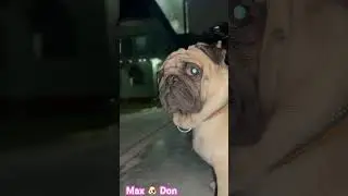 Pug dog 🐶 || #pug #reels #pugdog #Dogs #puglife