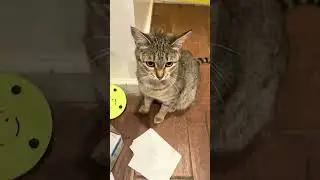 Канаани &mdash; одна из самых редких пород кошек в мире. Три кошки породы Канаани вместе.
