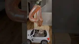 Throwback to Murphy&rsquo;s birthday gift❤️🎁 #dog #best #birthday #celebration #cute
