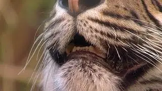 The teeth of the tiger