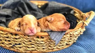 WATCHING SHIH POO PUPPY GROW FROM DAY 1 to 14  | NEW BORN SHIHPOO PUPPY