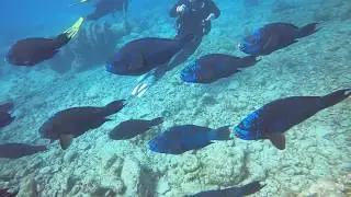 Master Scuba Diver Trainer (MSDT) - Prep