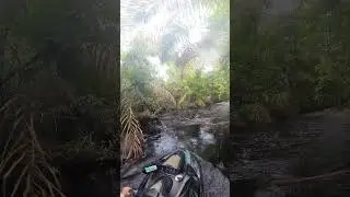 Camino a Laguna #4, Tortuguero