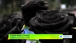 Black rose/halfeti